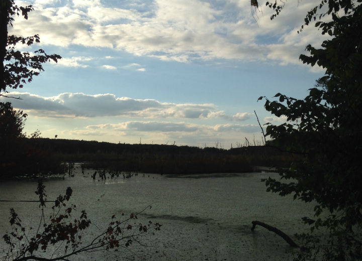 Swamp